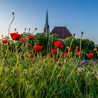 Frühling auf dem Petersberg 02