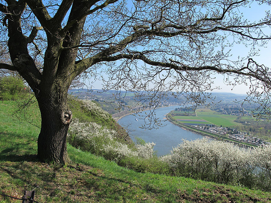 Frühling auf dem Rheinsteig von Erpel bis Linz