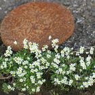 Frühling auf dem Schrottplatz