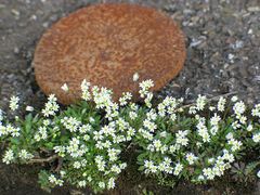 Frühling auf dem Schrottplatz