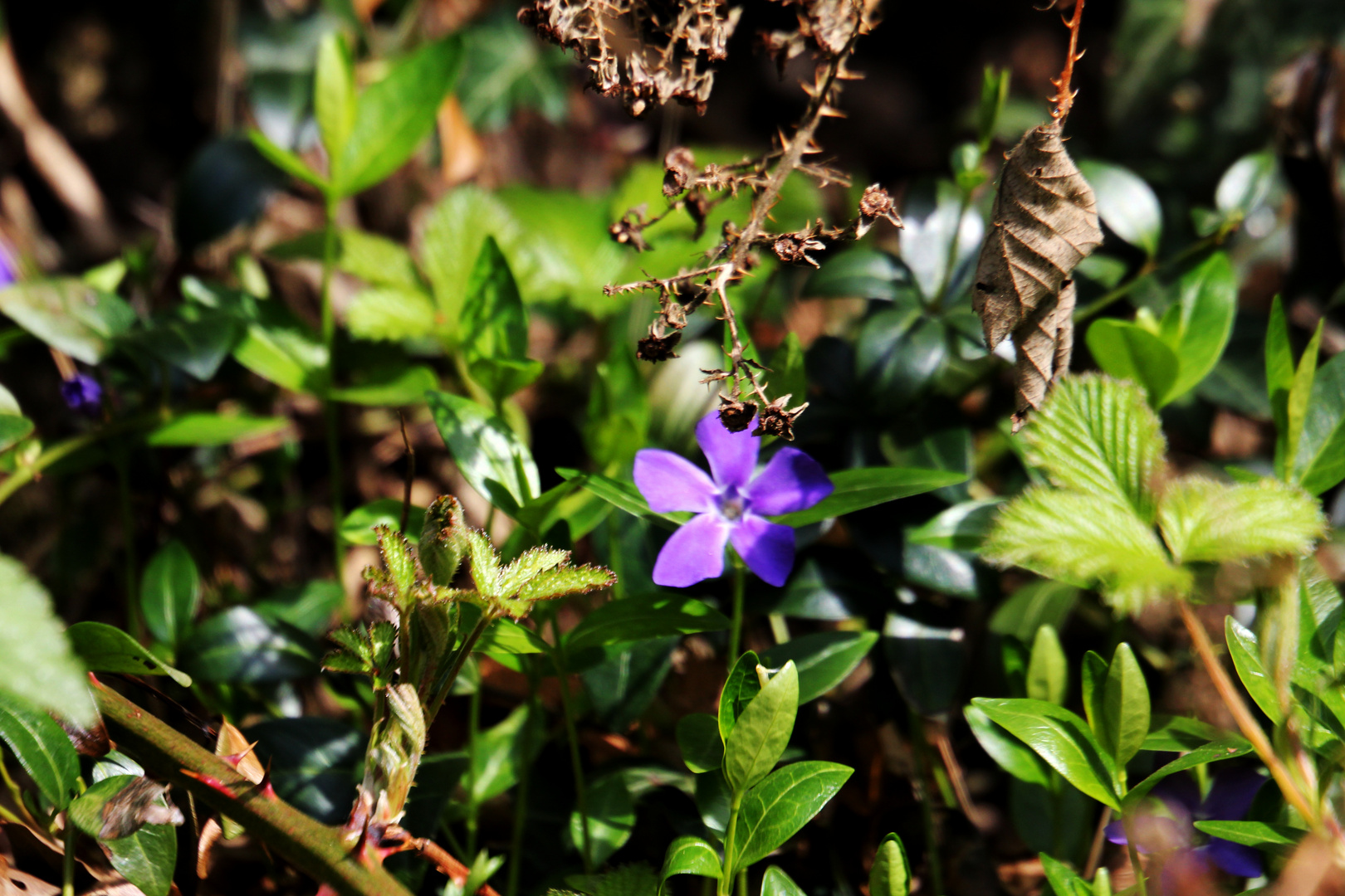 Frühling auf dem Waldboden