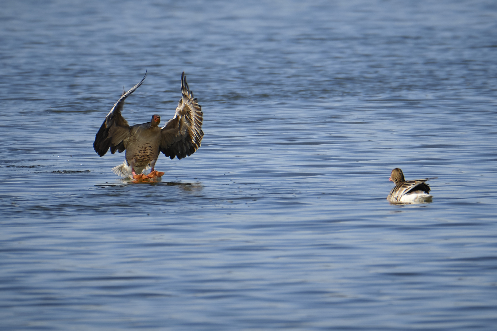 Frühling auf dem Wasser 1