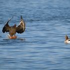 Frühling auf dem Wasser 1