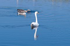 Frühling auf dem Wasser