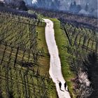 Fruehling auf dem Weinberg