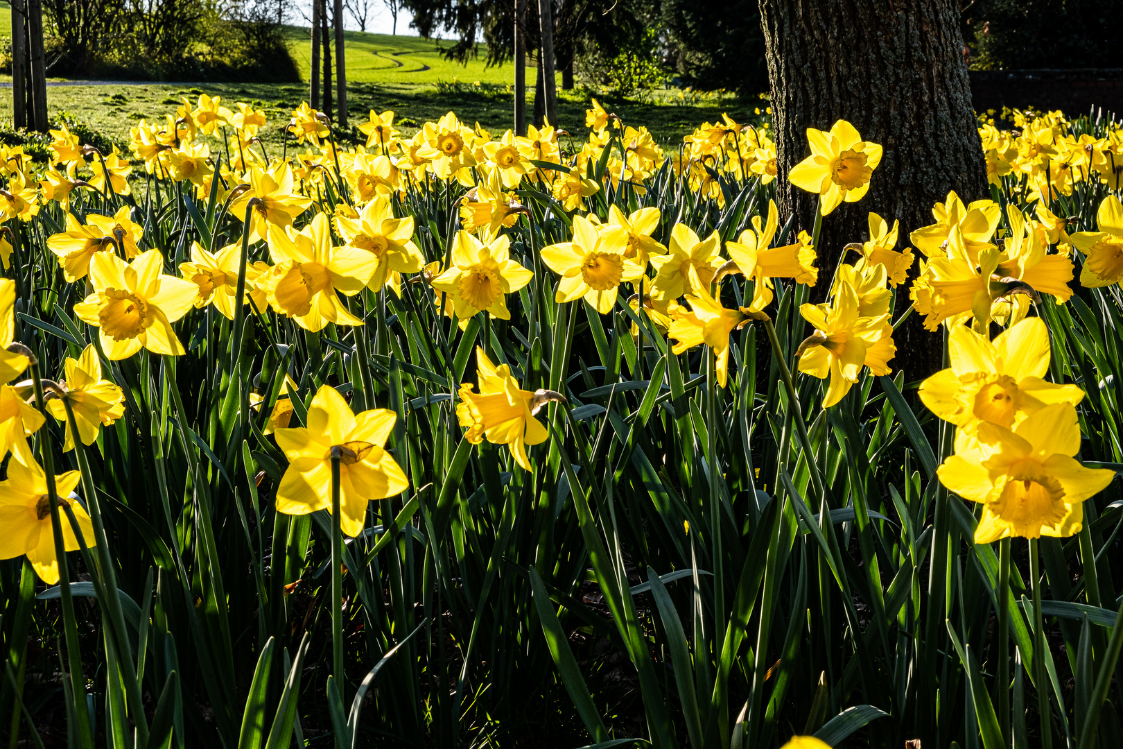 Frühling auf dem Westerberg