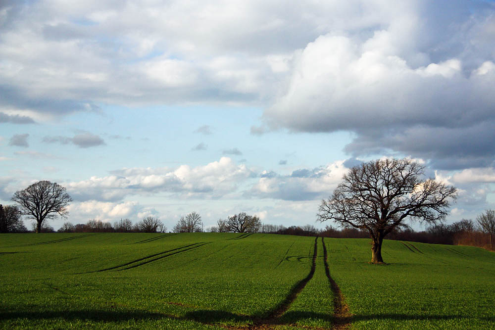 Frühling auf den Feldern