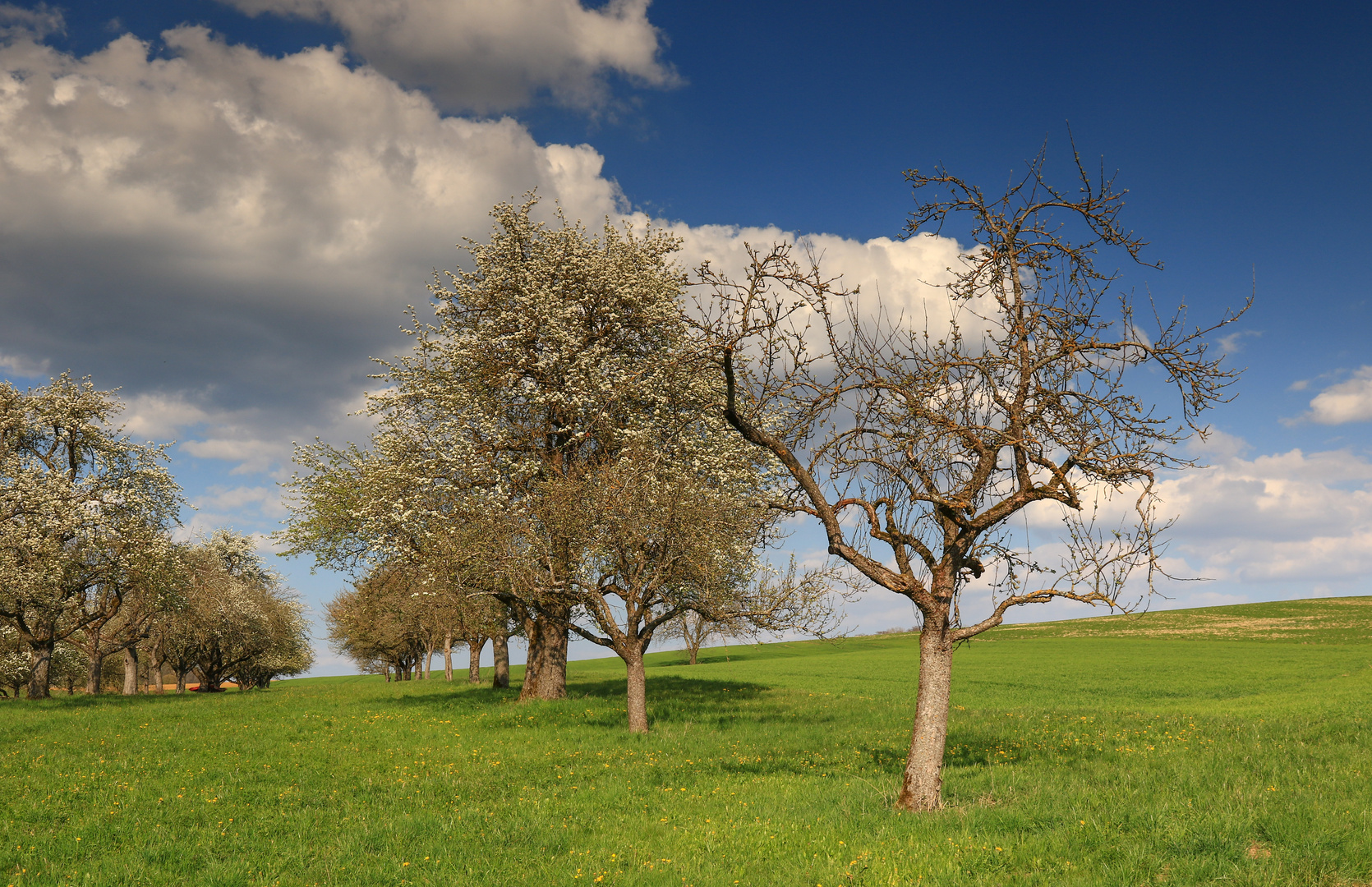 Frühling auf den Feldern