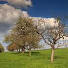 Frühling auf den Feldern