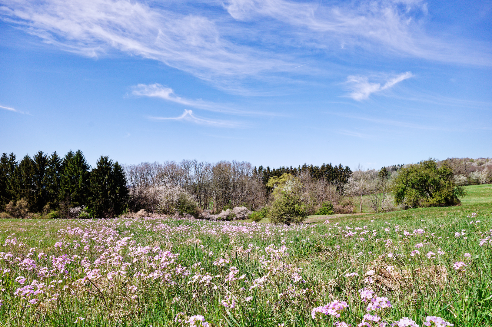 Frühling auf den Feuchtwiesen