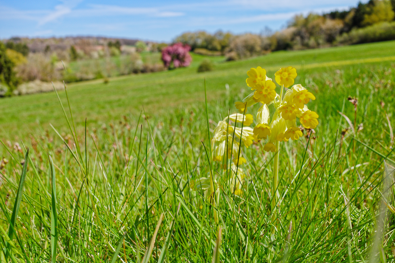 Frühling auf den Hangarder Wiesen  (2)