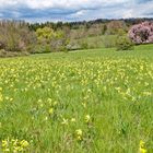 Frühling auf den Hangarder Wiesen  (3)