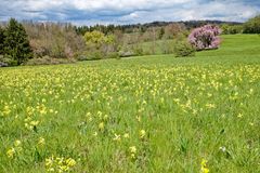 Frühling auf den Hangarder Wiesen  (3)