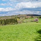 Frühling auf den Hangarder Wiesen  (4)