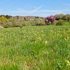 Frühling auf den Hangarder Wiesen