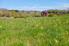 Frühling auf den Hangarder Wiesen