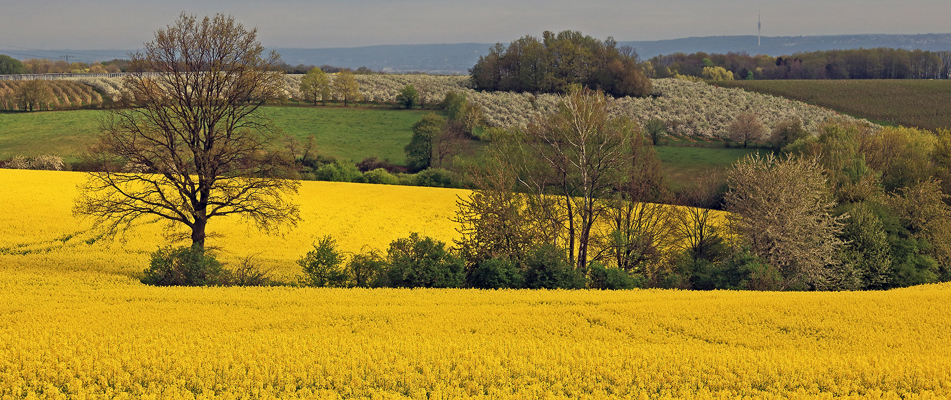 Frühling auf den Höhen links des Elbtales bei Dresden...