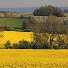 Frühling auf den Höhen links des Elbtales bei Dresden...