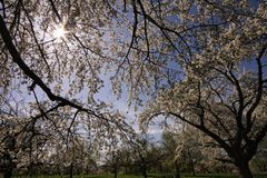 Frühling auf den Streuobstwiesen