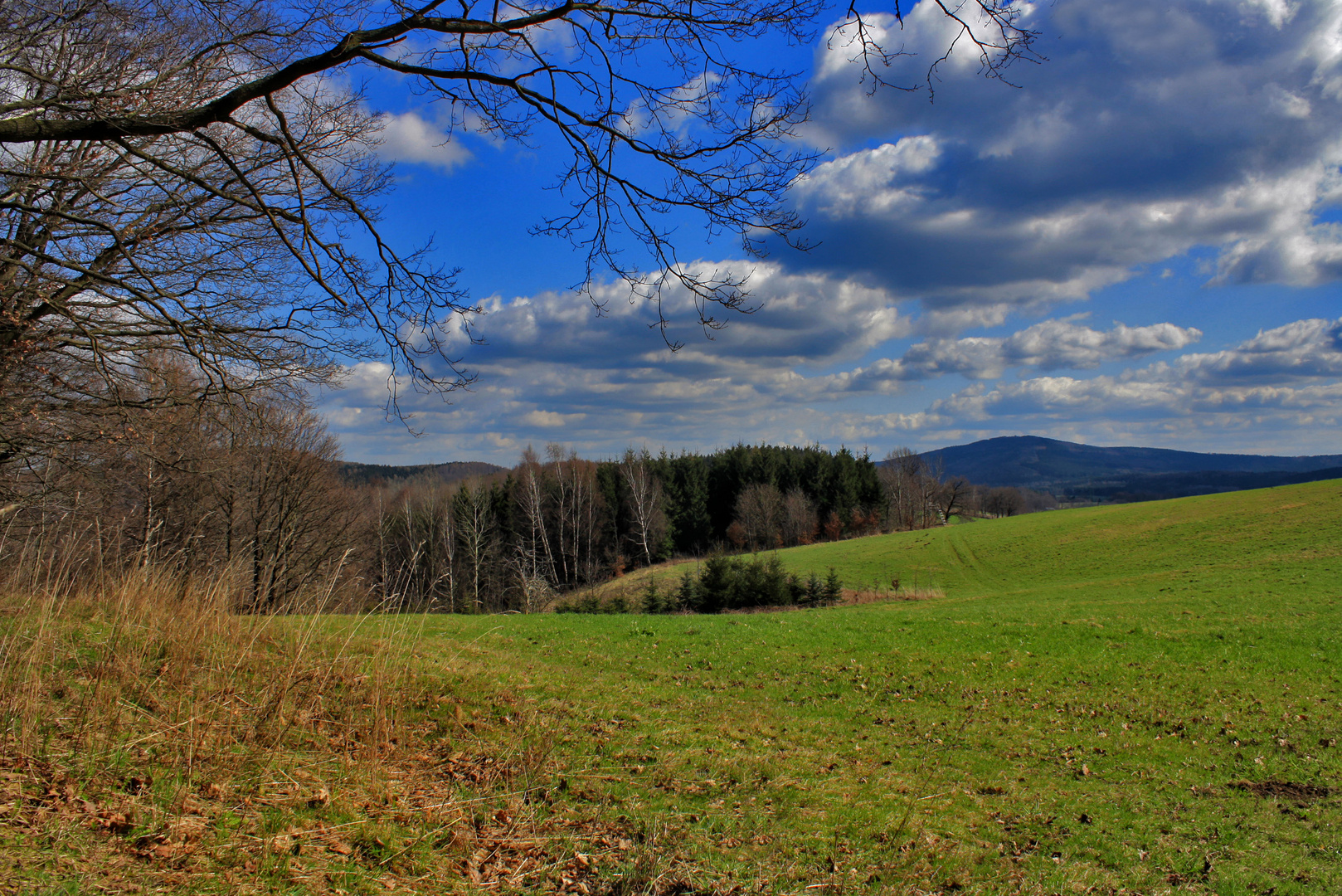 frühling auf den weiden