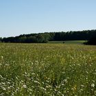 Frühling auf der Alb