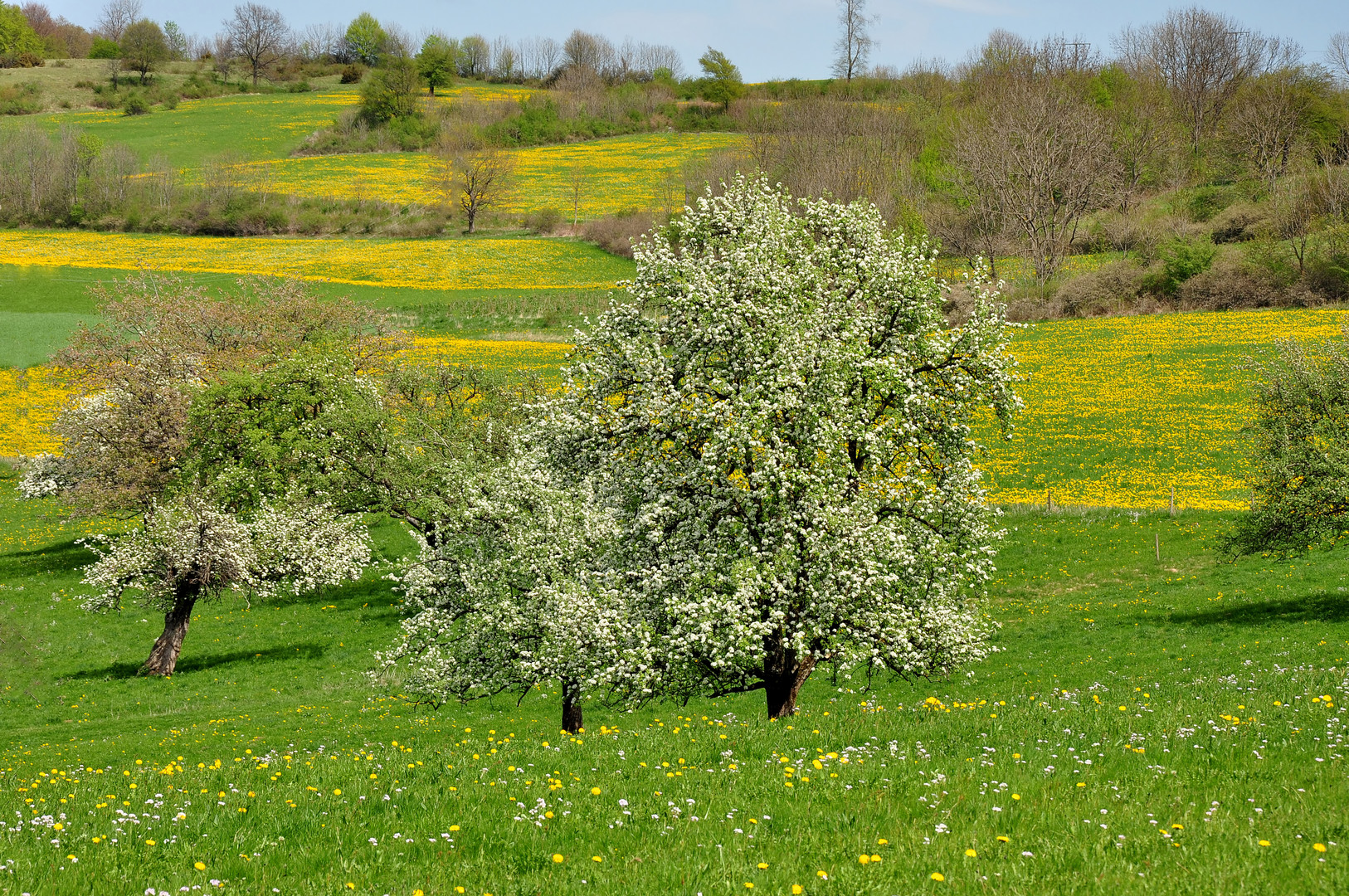 Frühling auf der Alb