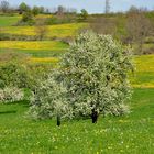 Frühling auf der Alb