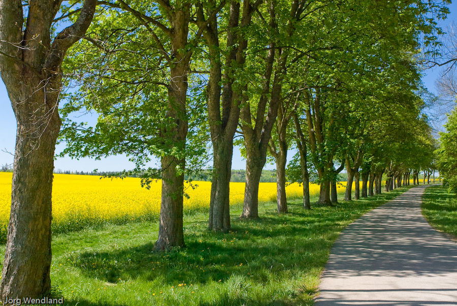 Frühling auf der Alb