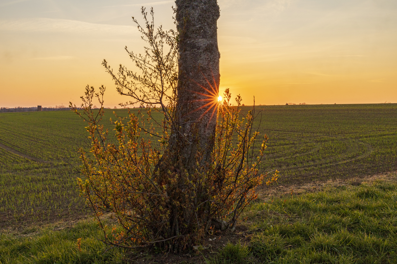 Frühling auf der Alb mit Sonnenstern