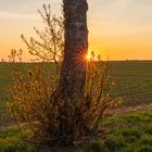 Frühling auf der Alb mit Sonnenstern