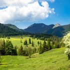 Frühling auf der Alm