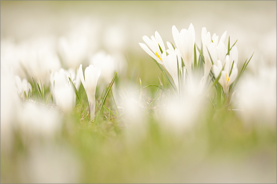 Frühling auf der Alm