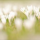 Frühling auf der Alm