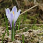 FRühling auf der Almwiese