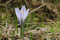 FRühling auf der Almwiese