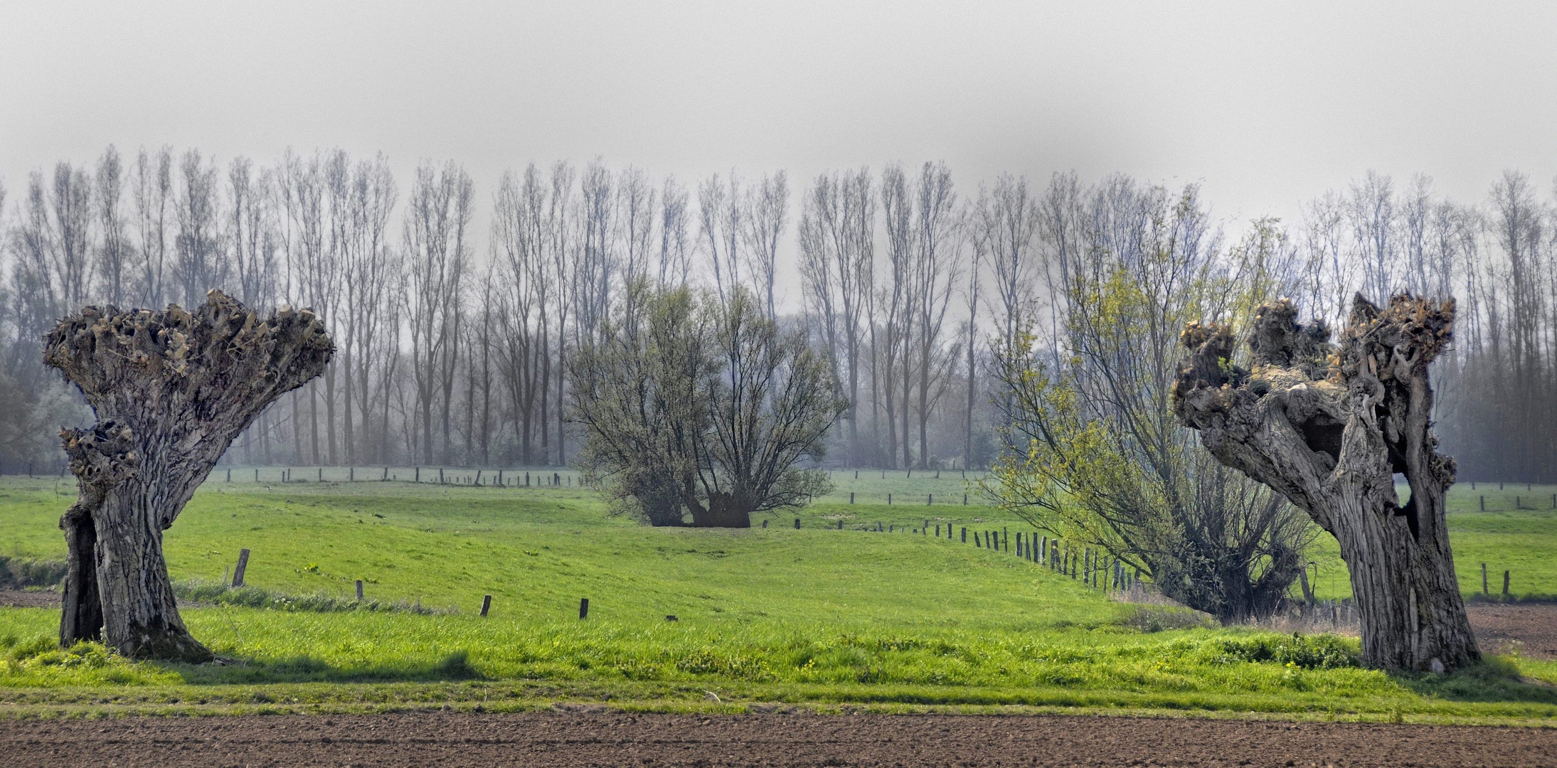 Frühling auf der Bislicher Insel  IV