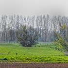 Frühling auf der Bislicher Insel  IV