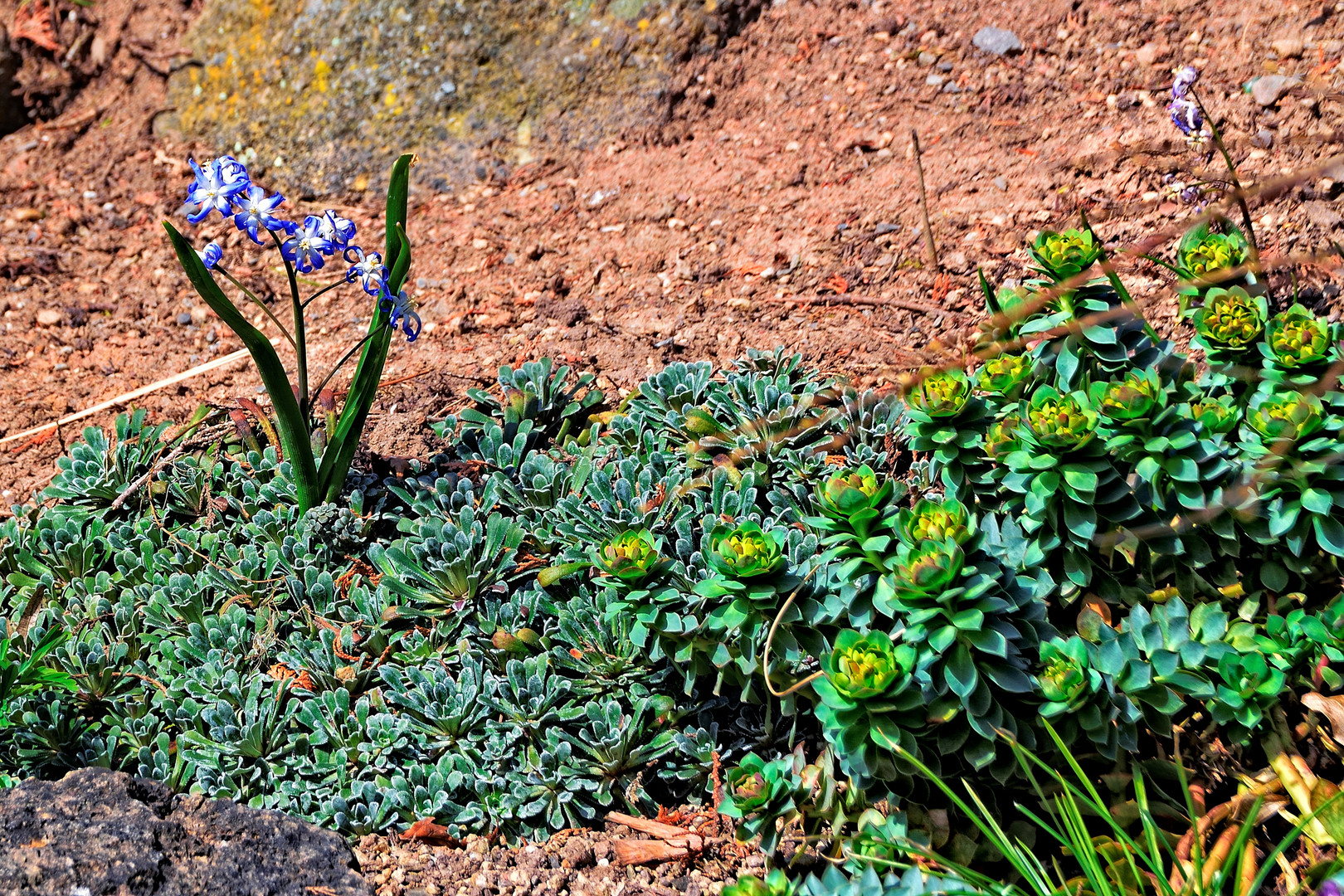 Frühling auf der Blumeninsel Siebenbergen in Kassel