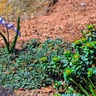 Frühling auf der Blumeninsel Siebenbergen in Kassel