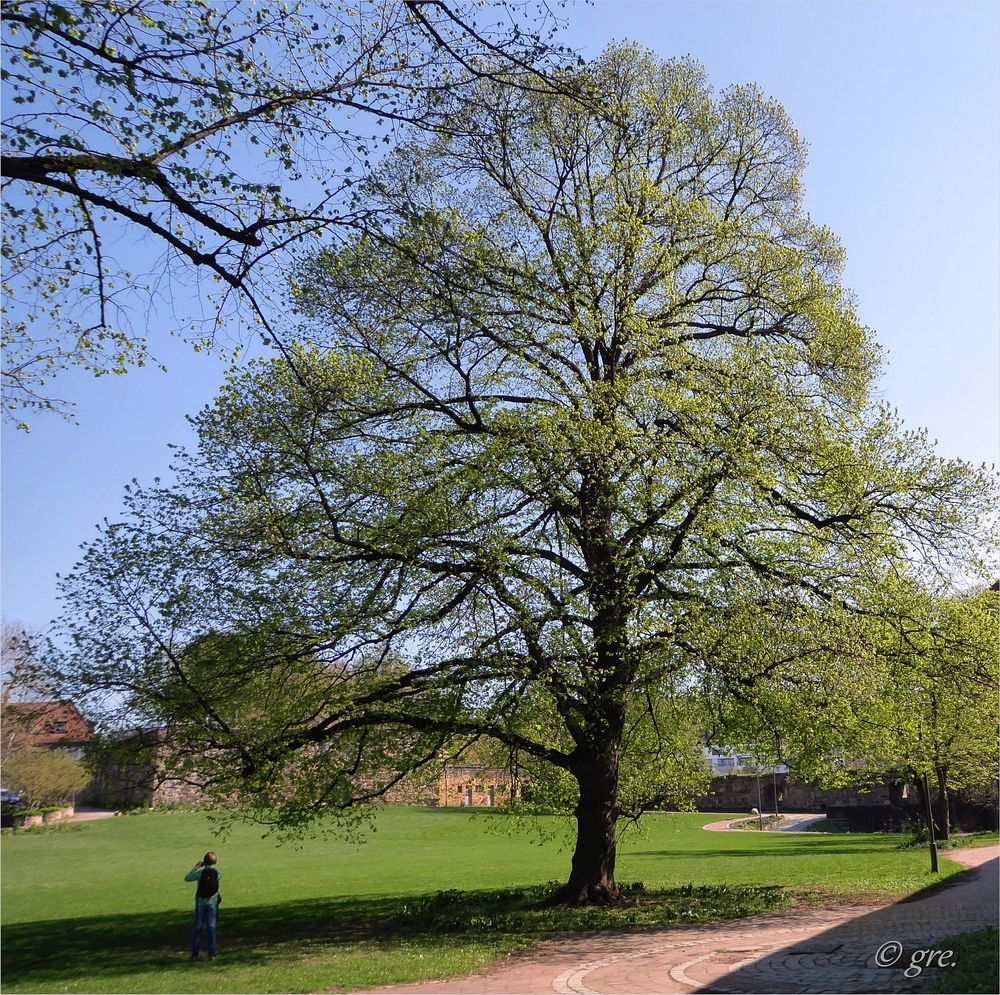 Frühling auf der Burg