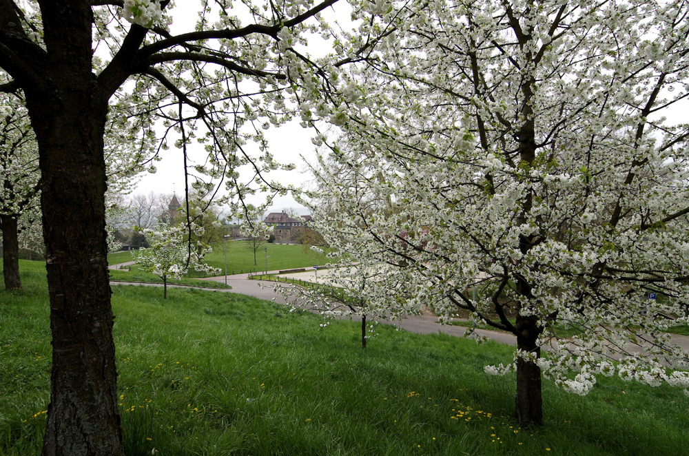 Frühling auf der Burg Esslingen