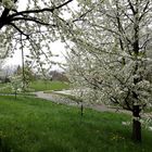 Frühling auf der Burg Esslingen