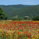 Frühling auf der Chalkidiki