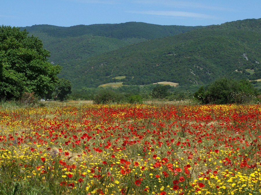 Frühling auf der Chalkidiki