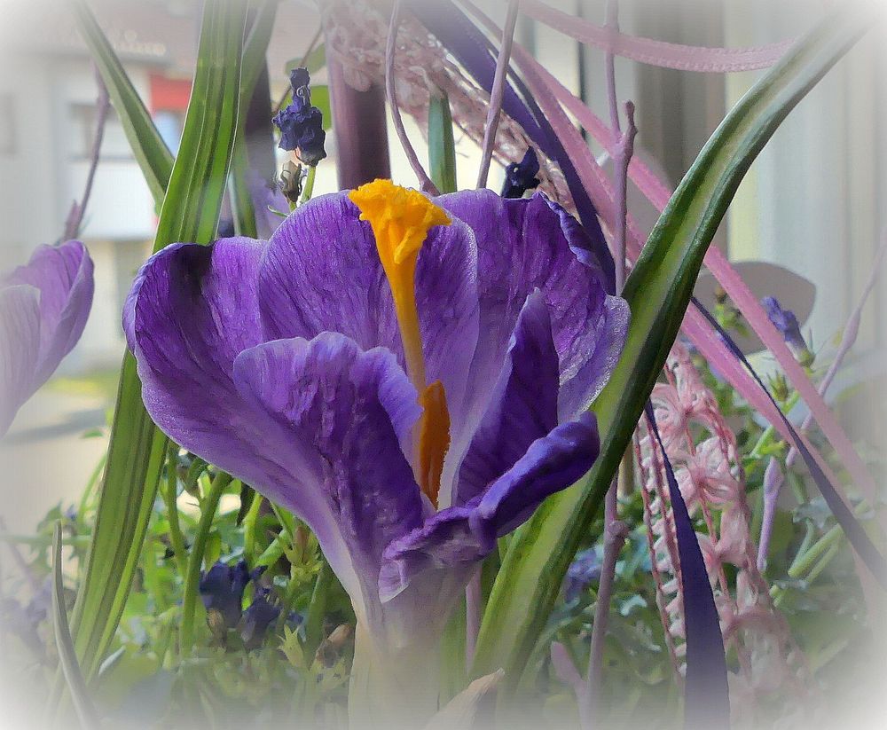 Frühling auf der Fensterbank...