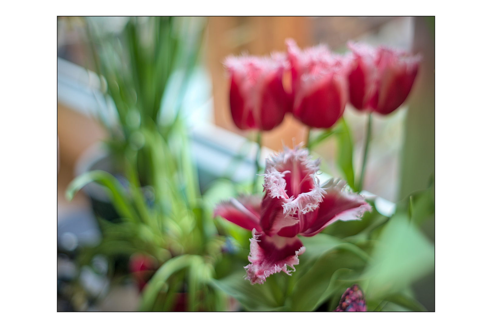 Frühling auf der Fensterbank