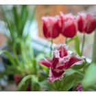 Frühling auf der Fensterbank