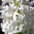 Frühling auf der Fensterbank