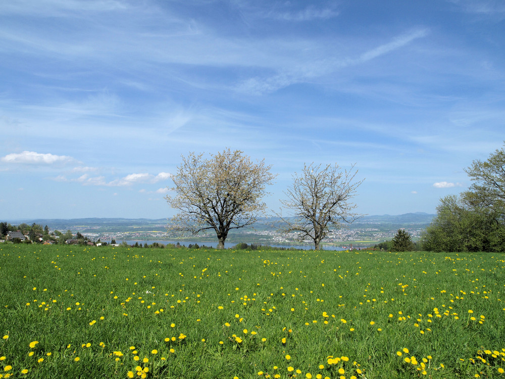 Frühling auf der Forch