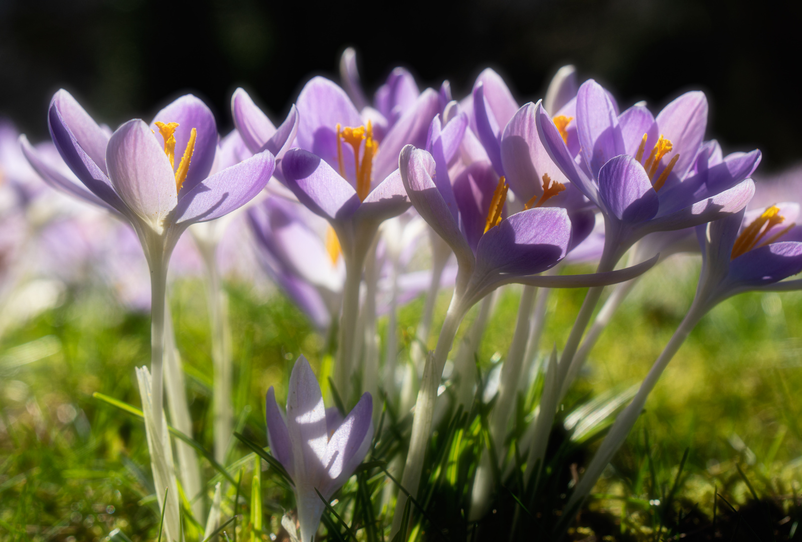 Frühling auf der Hardt Wuppertal